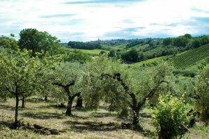 olio azienda agricola Giulio Del Monte